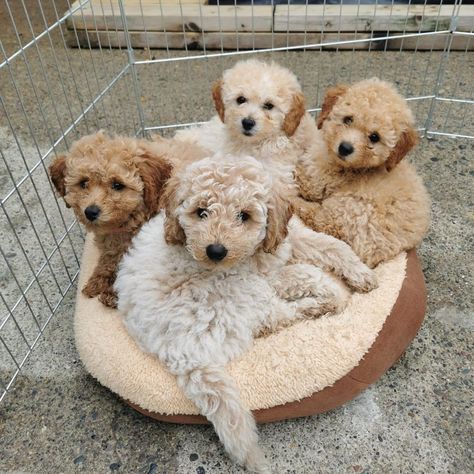 Bichon Frise Brown, Bichon Frise Puppy Brown, Bichon Frise Aesthetic, Bed Sale, Goldendoodle Grooming, Bichon Frise Puppy, Sleep Bed, Grooming Style, Pretty Aesthetic