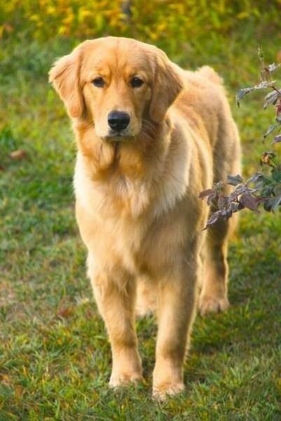 Golden retriever female sandy Chien Golden Retriever, Golden Puppies, Best Dog Breeds, Golden Retriever Puppy, Golden Dog, Retriever Puppy, Dogs Golden Retriever, Puppy Dogs, Retriever Dog