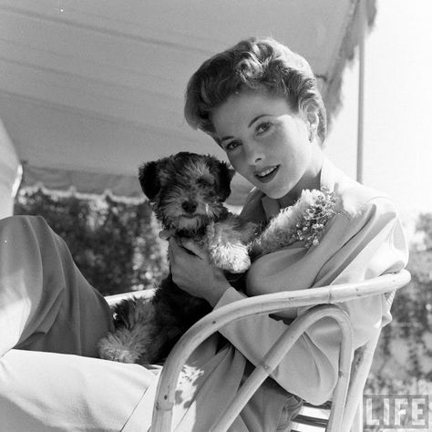 Dog Probiotics, Joan Fontaine, Hitchcock Film, Jean Simmons, Magazine Pictures, Olivia De Havilland, Old Hollywood Stars, B Movie, Golden Age Of Hollywood