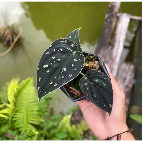 Indoor Plants Names, Anthurium Plant, Goth Garden, Plant Goals, Plant Care Houseplant, Gothic Garden, Banana Plants, Best Plants, Inside Plants