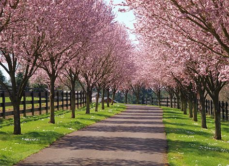 Entrance idea. Maple Tree Driveway, Cherry Blossom Driveway, Cherry Tree Lined Driveway, Long Driveway Ideas Country Roads, Tree Driveway Entrance, Maple Tree Lined Driveway, Tree Driveway, Driveway Trees, Dream Driveway