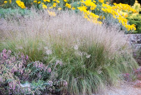 Sporobolus Heterolepis, Ornamental Grass, Perennial Grasses, Prairie Garden, Shade Flowers, Bee Friendly, How To Attract Hummingbirds, Attract Butterflies, Late Winter