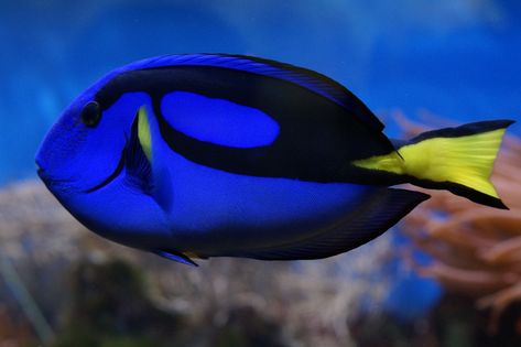 Blue hippo tang, made famous by the movies Finding Nemo and Finding Dory is a popular saltwater aquarium fish.  Click to learn more about how to care for them in a reef tank Blue Tang Fish, Aquarium Shop, Saltwater Aquarium Fish, Blue Tang, Life Under The Sea, Nature Architecture, Types Of Fish, Saltwater Aquarium, Fishing Trip