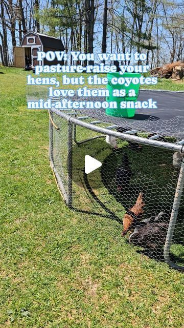 Trampoline Chicken Run, Chicken Coop Trampoline, Chicken Tunnel Around Garden, Chicken Coupe Ideas, Trampoline Chicken Coop, Chicken Tunnel, Old Trampoline, Chicken Tunnels, Ducks And Geese