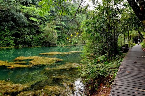 Macritchie Reservoir Singapore, Singapore Nature, Singapore Photography, Singapore Things To Do, Singapore Attractions, Singapore Trip, Water Catchment, Singapore Noodles, Singapore Botanic Gardens