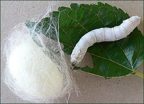 A silkworm, a cocoon, and a mulberry leaf (Photo: Eva Nieminen - Flickr) Expensive Fabrics, Butterfly Pupa, Silk Worm, Silkworm Cocoon, Leaf Photo, The Giant Peach, Mulberry Leaf, Livestock Farming, Silk Art