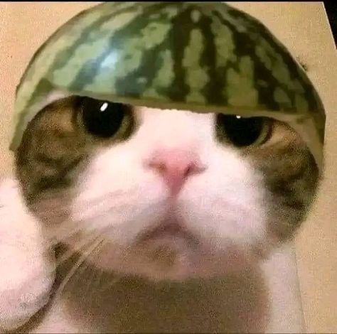 Cat With Ciggerate, Watermelon Cat, Cute Funny Pics, Edit Anime, Cute Jokes, Cute Cats Photos, Cat Icon, Birthday Meme, The Golden Age