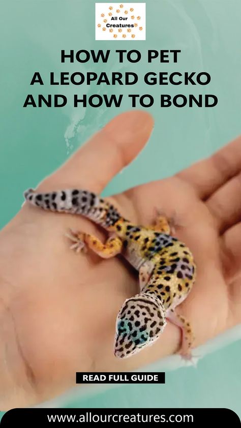 Discover the joys of petting and bonding with a Leopard Gecko. In our detailed guide, we provide you with step-by-step instructions on the proper hand placement and approach to petting these remarkable lizards. We'll also delve into the art of bonding, unveiling the secrets to making your Gecko happy and content in your presence. Never underestimate the power of connection – let us show you how to create a unique and fulfilling relationship with your pet Leopard Gecko. Gecko Pet, Pet Leopard, Happy And Content, Hand Placement, Leopard Geckos, Leopard Gecko, Life Board, Pet Life, Historical Facts