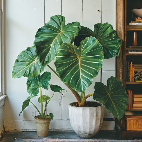 Big Leaf Plants for Indoor & Outdoor: Top 17 Giant Varieties Big Potted Plants, Large Leaf Plants, Big Leaf Plants, Big Indoor Plants, Canary Island Date Palm, Large Indoor Plants, Cast Iron Plant, Plant Varieties, Ficus Lyrata