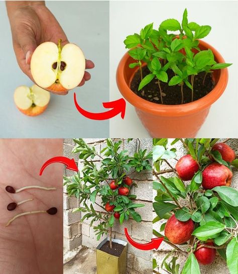 Grow From Scraps, From Seed To Plant, Seed To Plant, Apple Plant, Regrow Vegetables, Gardening Tricks, Vertical Vegetable Gardens, Underground Shelter, Growing Trees