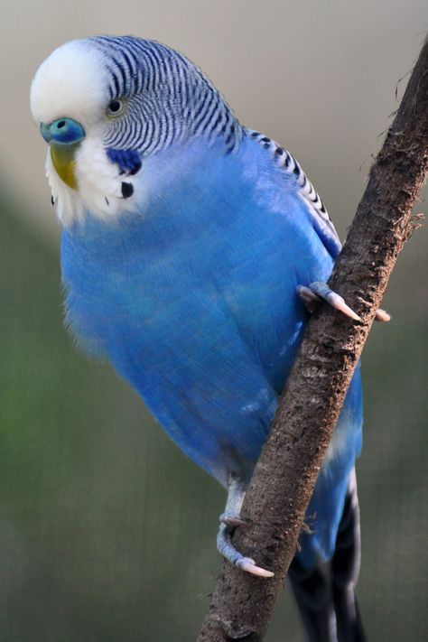 Zoo 0110 Memphis Zoo, Blue Budgie, Blue Parakeet, Budgies Bird, Parakeets, Australian Birds, Monkeys Funny, Funny Birds, Bird Pictures