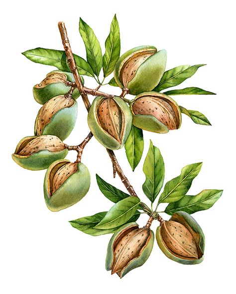 Watercolor botanical illustration of Almond nuts tree for labels by Kateryna Savchenko Akvarel Illustration, Botanical Sketchbook, Shutter Stock, Victorian Wallpaper, Flower Stock, Illustration Botanique, Fruit Illustration, Fruit Painting, Geometric Flower