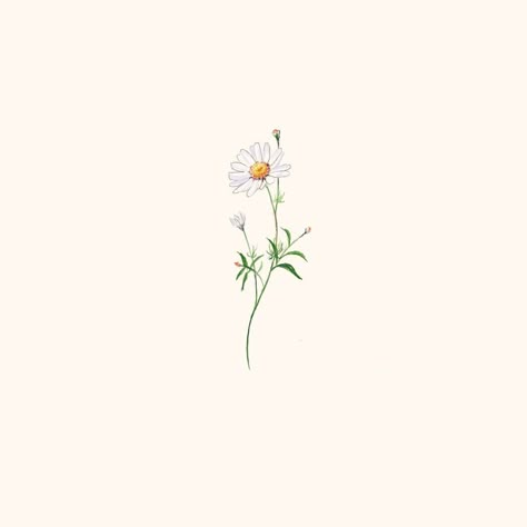 Chamomile Tattoo Design, Chamomile Plant Tattoo, Chamomile Flower Painting, Chamomile Plant Drawing, Chamomile Flowers Drawing, Chamomile Flower Tattoo, Daisy Drawing Simple, Chamomile Drawing, Chamomile Tattoo