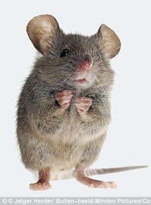 Arent I cute. Leeds University, Mouse Pictures, Pet Mice, House Mouse, Arte Inspo, Cute Mouse, Hamsters, Rodents, Animal Photo