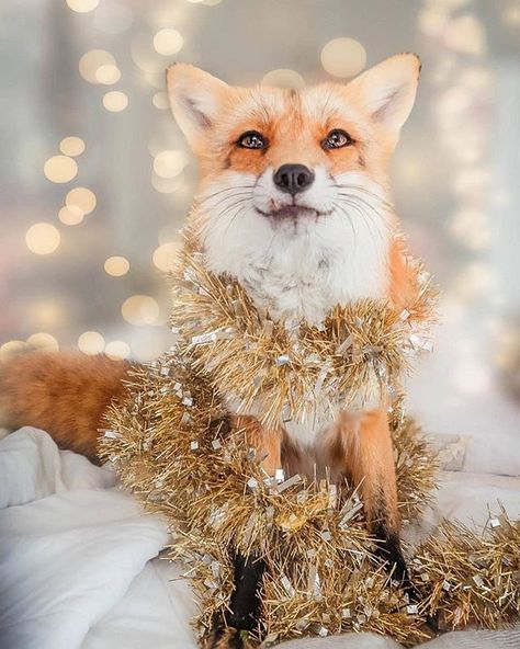 Fox Pictures, Pet Fox, Wild Dogs, Cute Fox, Red Fox, Holly Jolly, 귀여운 동물, Cute Funny Animals, Animals Friends