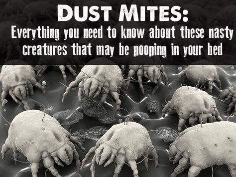 Everything You (Didn't) Want To Know About Dust Mites Dust Mite Allergy, Skin Tightening Mask, Asthma Relief, Wellness Mama, Asthma Attacks, Creepy Crawlies, Homemade Face, Homemade Face Masks, Healthy Beauty