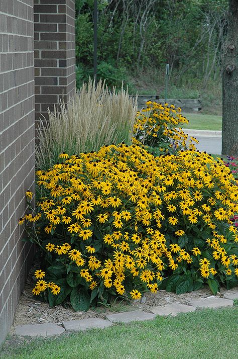 Plants Under Deck, Brown Eyed Susan Flower, Black Eyed Susan Landscaping, Yard Plants, Commercial Landscape, Hosta Gardens, Mid Summer, Landscaping Supplies, Herbaceous Perennials