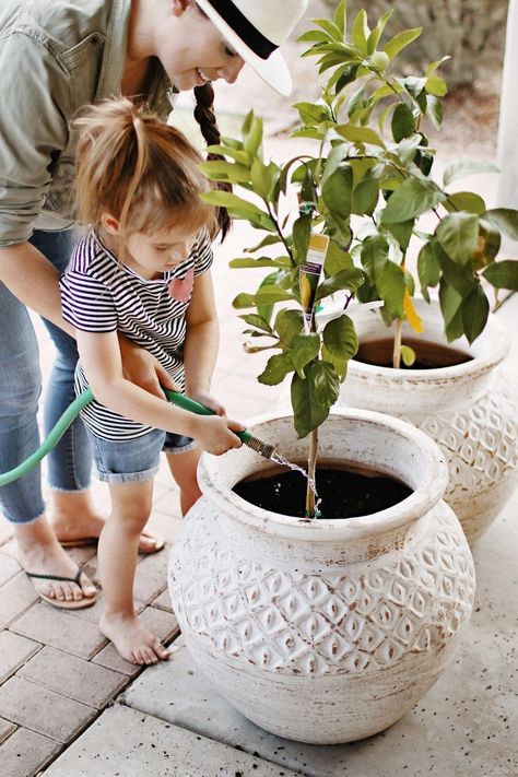 Lemon Tree Garden, Lemon Trees, Container Garden Design, Tree Garden, Indoor Gardens, Lemon Tree, Garden House, Garden Trees, Ornamental Grasses