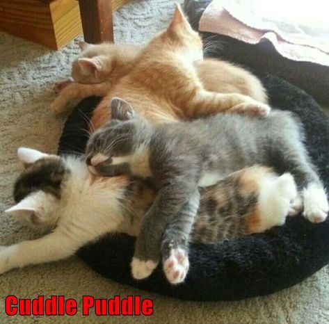 Cuddle Puddle Cuddle Puddle, Animal Humour, Cat Quotes Funny, Cat Quotes, Funny Cat Memes, Cute Cats And Kittens, The Funny, Grumpy Cat, Silly Cats