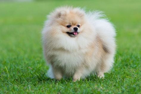 O spitz-alemão-anão, também conhecido como Lulu da Pomerânia, é conhecido por sua aparência fofa e glamurosa. Apesar de pequeno, o cãozinho conquista a todos com um pelo charmoso, único e sedoso. Além de ser o queridinho de brasileiros e muitos artistas. E não para por aí! A raça foi considerada a mais popular no Brasil […] O post Lulu da Pomerânia: 8 fatos curiosos que você não imaginava apareceu primeiro em Adoro Pets. Pomeranian Colors, Baby Pomeranian, Spitz Pomeranian, Pomeranian Breed, Dog Exercise, Pet Advice, Grooming Tips, Getting A Puppy, Pomeranian Dog