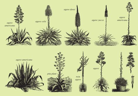 Set of old style drawing agaves for your botany projects, beverages and tequila publications or maguey topics in your designs. Tropical Painting, Plant Tattoo, Agave Plant, Botanical Illustration Vintage, Planting Roses, Plant Drawing, Agaves, Time Tattoos, Plant Illustration