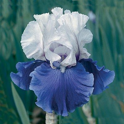 Reblooming Lilac, Iris Varieties, Grow Garden, American Meadows, White Flower Farm, Pale Lilac, Lilac White, Iris Garden, Coastal Gardens