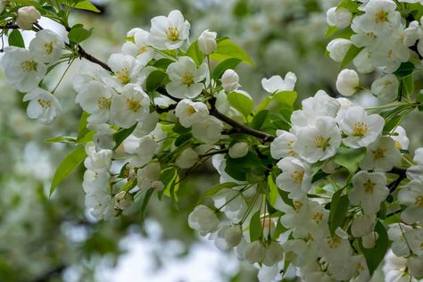 The Spring Snow Crabapple Tree - Minneopa Orchards Spring Snow Crabapple Tree, Tent Caterpillars, Flowering Crabapple, Snow Crab, Rotten Fruit, Spring Snow, Crabapple Tree, Street Trees, Crab Apple