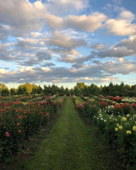 Flowers Farm, U Pick Farm, Farm Fields, Farm Photos, Flower Picking, Field Of Flowers, Big Flower Field, Flowers Filed Aesthetic, You Pick Flower Farm