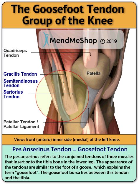 Pes Anserine Bursitis Pes Anserine Exercises, Knee Muscles Anatomy, Knee Muscles, Anatomy Of The Knee, Bursitis Knee, Muscles Anatomy, Knee Health, Hamstring Muscles, Anatomy Physiology