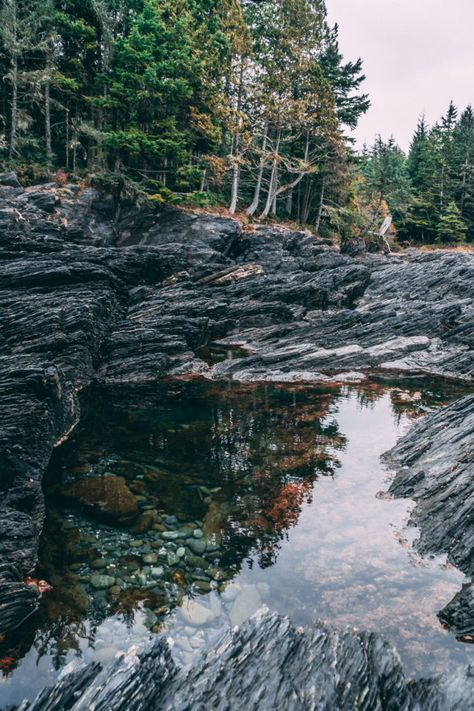 Ancient Old Growth Forests of Port Renfrew | Mindful Explorer Port Renfrew, Capital Of Canada, Temperate Rainforest, Ancient Forest, Ancient Tree, Laundry Hacks, Growing Tree, Vancouver Island, Need You