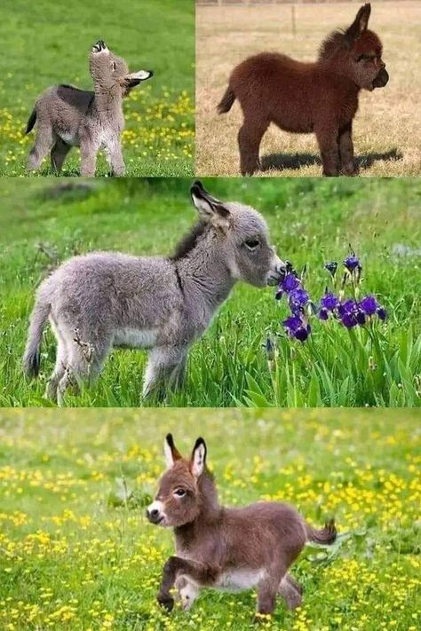 Baby Donkeys, Mini Donkeys, Baby Donkey, Mini Donkey, Miniature Donkey, Cute Donkey, Baby Animals Pictures, Cute Critters, Animal Pics