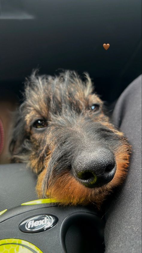 wire haired dachshund #dachshund #doxie #teckel Wired Haired Dachshund, Wire Haired Dachshund, Vision Board Goals, Weiner Dog, Wiener Dog, Sweet Animals, Four Legged, Dachshund