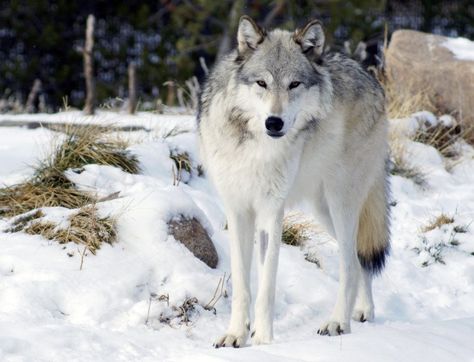 Jaw-Dropping Montana Wildlife Photos Yellowstone Wolves, Wolf Photography, West Yellowstone, Wolf Photos, Timber Wolf, Wild Wolf, She Wolf, Beautiful Wolves, Spirit Guide