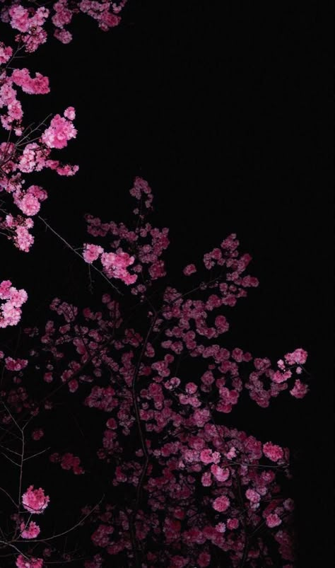 Cherry Blossom Wallpaper, Images Hello Kitty, Amoled Wallpapers, Dark Flowers, Cute Flower Wallpapers, Iphone Wallpaper Photos, Pink Wallpaper Iphone, Cool Wallpapers Art, Flower Phone Wallpaper