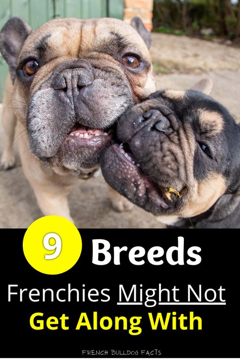 In this post you’ll discover: 9 different breeds french bulldogs will or won’t get along with, Whether french bulldogs get along with other french bulldogs, If frenchies get along with other animals outside of dogs, 4 tips to help ensure your french bulldog easily gets along with other dogs (Tips #1 is the most important!), and more! Black And Tan French Bulldog, Adult French Bulldog, French Bulldog Information, French Bulldog Breed, Toy Bulldog, French Bulldog Facts, Dogs Tips, Bulging Disc, French Bull