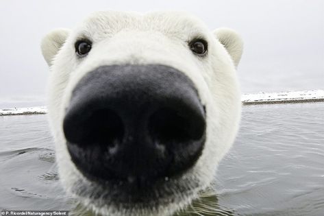 Cute Polar Bear, Super Duper, Polar Bears, Polar Bear, Water