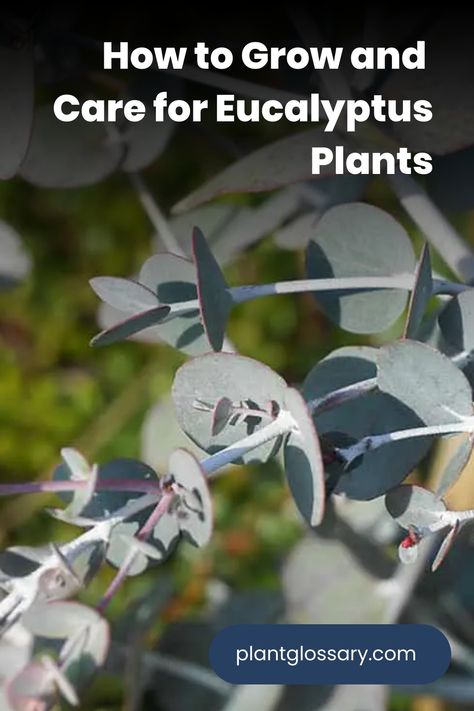 Known for their refreshing scent and unique leaves, eucalyptus plants are a favorite among gardeners. This comprehensive guide provides essential tips on how to care for and grow eucalyptus plants successfully. Learn about the optimal conditions for watering, lighting, and soil to support your eucalyptus's growth. Whether you're new to gardening or an experienced plant enthusiast, these tips will help you maintain thriving eucalyptus plants. How To Care For Eucalyptus Plant, How To Grow Eucalyptus Indoors, Eucalyptus Plant Care, Grow Eucalyptus, Growing Eucalyptus, Eucalyptus Camaldulensis, Eucalyptus Deglupta, Ornamental Garden, Eucalyptus Plant