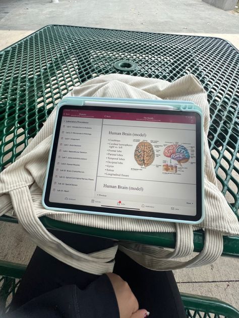 Human Brain Aesthetic, Ipad Study Aesthetic, Brain Aesthetic, Morning Study, Brain Models, Medical Study, Aesthetic Ipad, Medical School Life, College Motivation