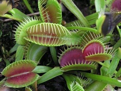 7 Tanaman Paling Aneh Di Dunia Venus Fly Trap Care, Bonsai Seeds, Fly Trap, Venus Fly Trap, Fly Traps, Evergreen Plants, Unusual Plants, Carnivorous Plants, Fruit Plants