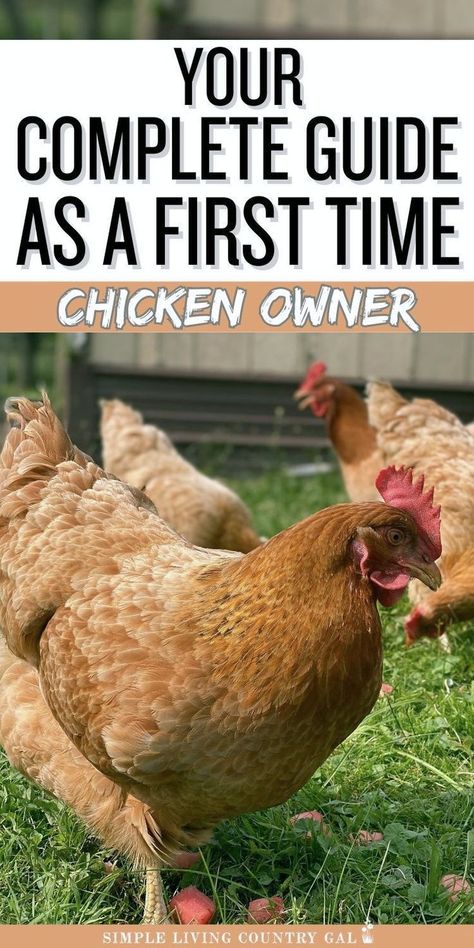 Starting a backyard coop? This guide for first-time chicken owners covers everything you need. Learn what to have before bringing hens home, what to expect in the first days, and essential tips. Raising chickens is rewarding; our list ensures you're prepared for success. 1st Time Chicken Owner, Dual Purpose Chickens, Chicken Care 101, Backyard Hens, Keeping Chickens Cool, Chicks For Beginners, Raising Baby Chicks, Chickens 101, Chickens For Beginners