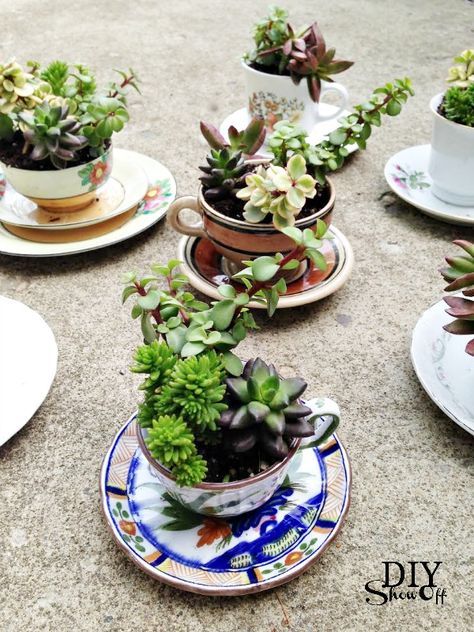 Teacup Succulent, Kitchen Alcove, Dollar Store Wedding, Garden Cabinet, Tea Cup Planter, Planters Diy, Succulent Planter Diy, Teacup Gardens, Teacup Crafts