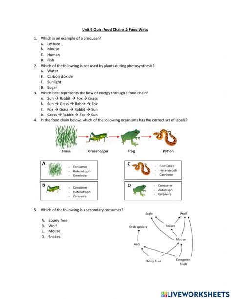 Food Chain And Food Web Worksheets, Food Chain Worksheets Grade 4, Penguin Food, Food Chain Activities, Food Chain Worksheet, Food Web Worksheet, Middle School Science Activities, Cycle For Kids, Food Webs