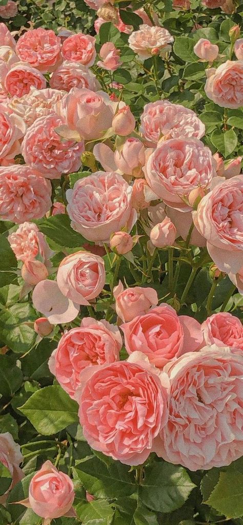 In The Garden, Pink Roses, The Garden, Pink Flowers, Roses, Wallpapers, Flowers, Green, Pink