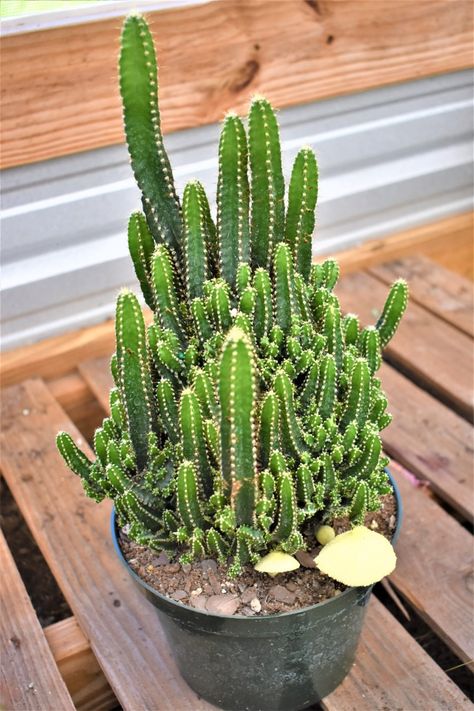 Succulent Plants Indoor, Repot Succulents, Replanting Succulents, Types Of Cactus Plants, Indoor Cactus Plants, Fairy Castle Cactus, Cactus Farm, Cactus For Sale, Succulent Planting