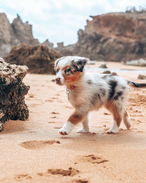 Blue Merle Australian Shepherd Puppy, Blue Merle Australian Shepherd, Cattle Dog Puppy, Merle Australian Shepherd, Australian Shepherd Blue Merle, American Shepherd, Australian Shepherd Puppy, Mini Aussie, Ppg And Rrb