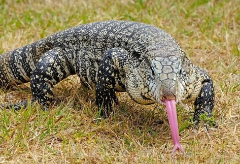 Tegu Lizard, Lizard Tattoo, Large Lizards, Reptile Room, American Animals, Extinct Animals, Desenho Tattoo, Reptiles Pet, Invasive Species