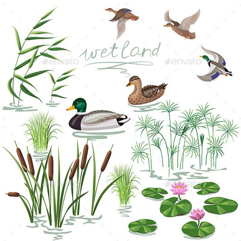 Set of wetland plants and birds. Simplified image ofreed, water lily, cane and carex.Flying and floating wild ducks isolated on wh Wetland Plants, Texture Sketch, Wild Ducks, Pond Animals, Duck Pond, Fish Vector, Image Film, Plant Vector, Pond Plants