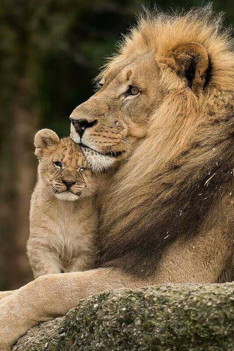 Lion and cub animal photography pictures Regnul Animal, Cheetahs, A Lion, Animal Planet, Animal Photo, Beautiful Cats, 귀여운 동물, Animals Friends, Big Cats