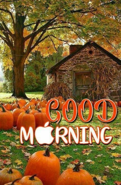 Good Morning Fall Coffee, Good Morning Animals, Morning Gifs, Inspirational Scriptures, Lovely Good Morning Images, Morning Cat, Morning Memes, Good Morning Funny Pictures, Cute Good Morning Images