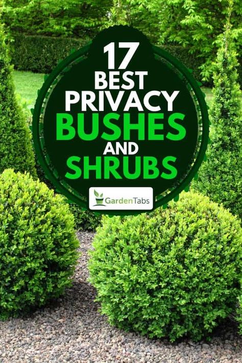 17 Best Privacy Bushes And Shrubs - Garden Tabs Privacy Bushes, Burning Bush Shrub, Front Garden Designs, Buxus Balls, Fast Growing Privacy Shrubs, Privacy Landscaping Backyard, Front Porch Landscape, Shrubs For Landscaping, Fast Growing Shrubs